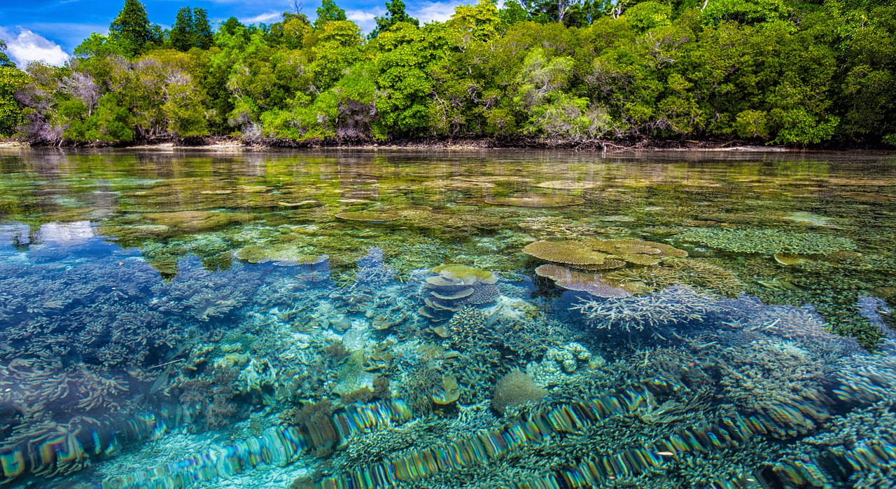 The Effects of Climate Change on Coral Reefs